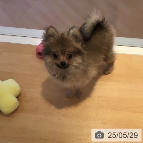 ポメラニアンの写真