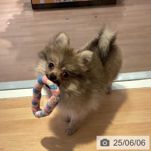 ポメラニアンの写真