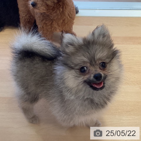 ポメラニアンの写真