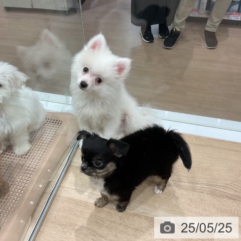 ポメラニアンの写真