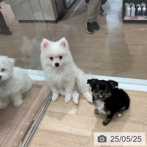 ポメラニアンの写真