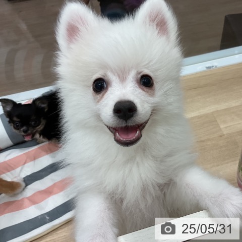 ポメラニアンの写真