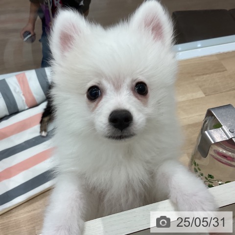 ポメラニアンの写真