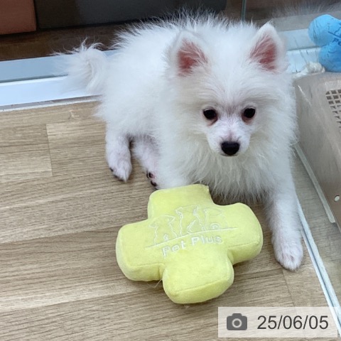 ポメラニアンの写真