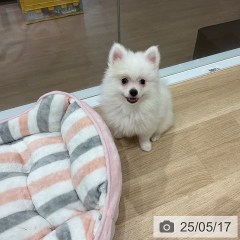 ポメラニアンの写真