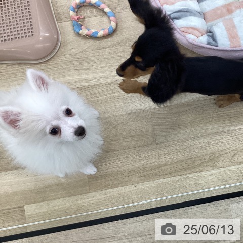 ポメラニアンの写真