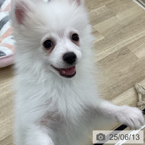 ポメラニアンの写真