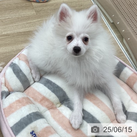 ポメラニアンの写真