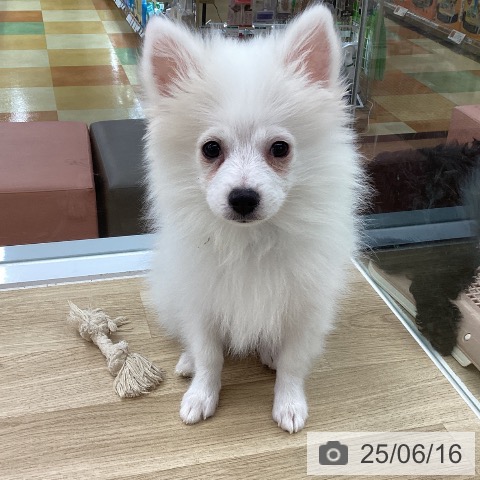 ポメラニアンの写真