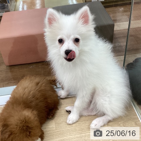 ポメラニアンの写真