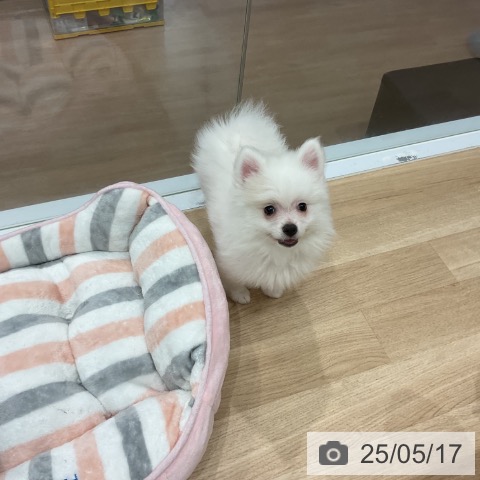 ポメラニアンの写真