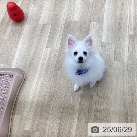 ポメラニアンの写真