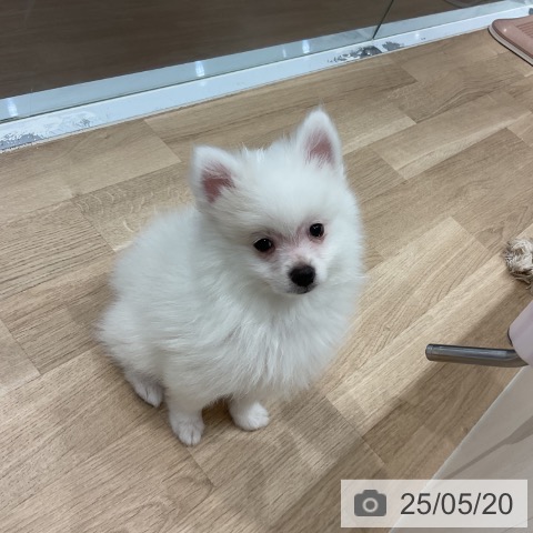 ポメラニアンの写真