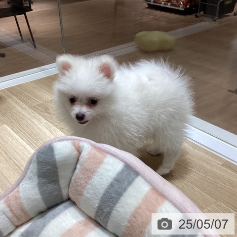 ポメラニアンの写真
