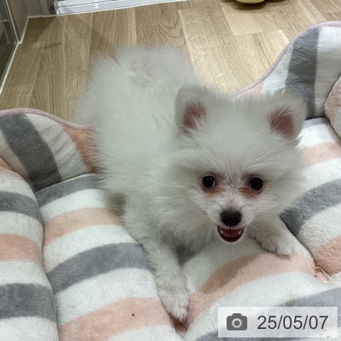 ポメラニアンの写真