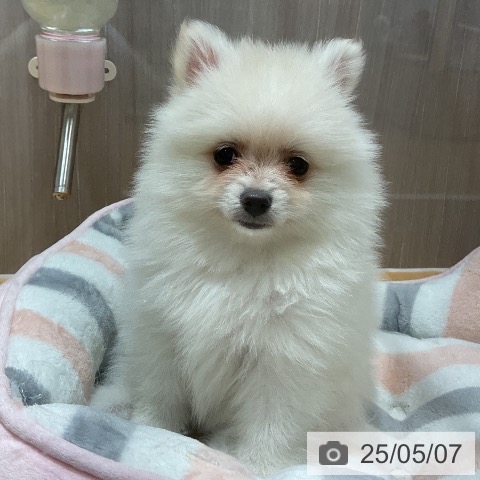 ポメラニアンの写真