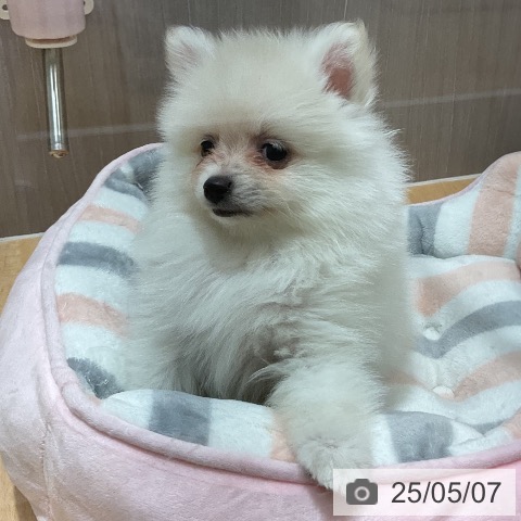 ポメラニアンの写真