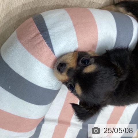 チワワの写真