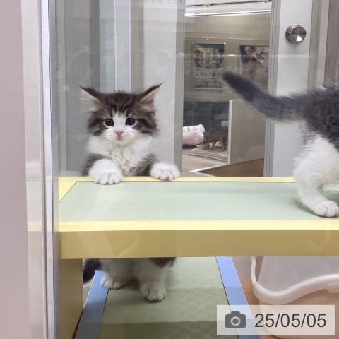 ノルウェージャンフォレストキャットの写真
