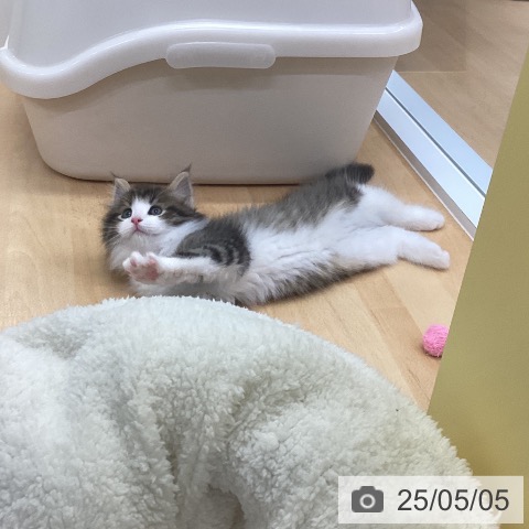 ノルウェージャンフォレストキャットの写真