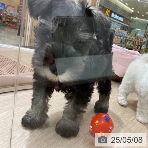 ミニチュア・シュナウザーの写真
