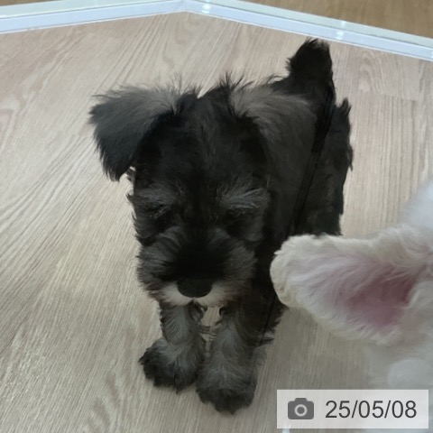 ミニチュア・シュナウザーの写真