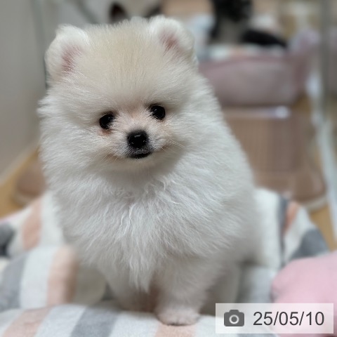ポメラニアンの写真