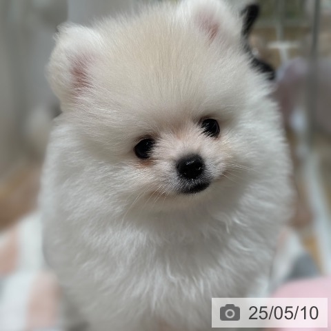 ポメラニアンの写真