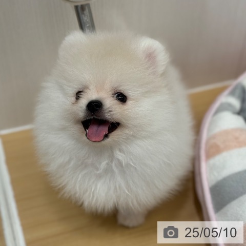 ポメラニアンの写真