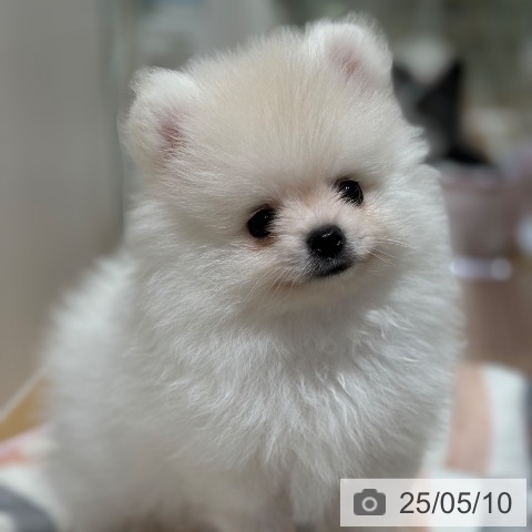 ポメラニアンの写真