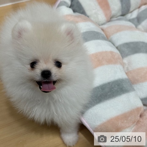 ポメラニアンの写真