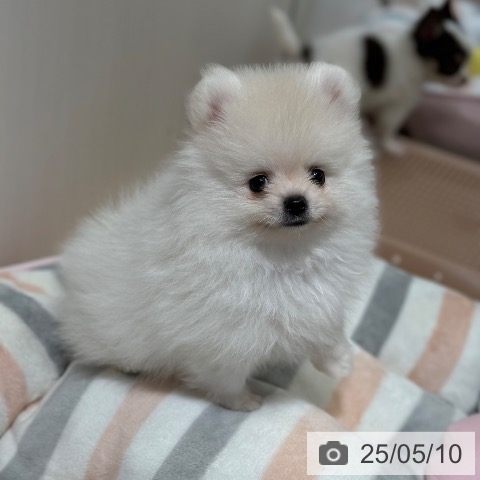 ポメラニアンの写真