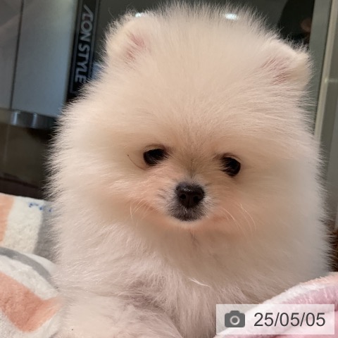 ポメラニアンの写真
