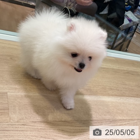 ポメラニアンの写真