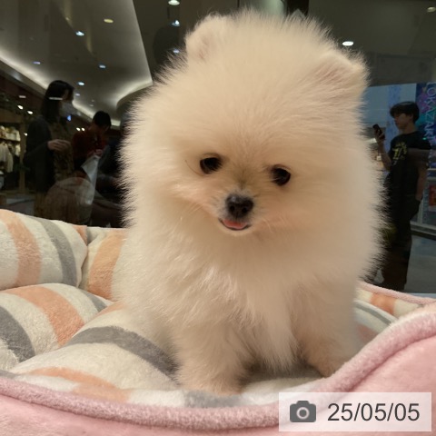 ポメラニアンの写真