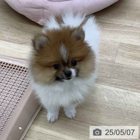 ポメラニアンの写真