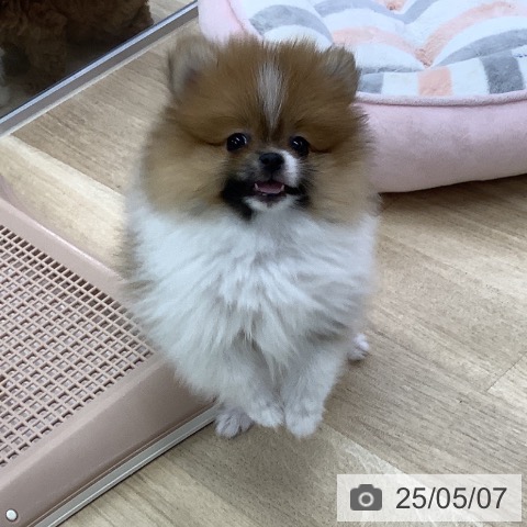 ポメラニアンの写真