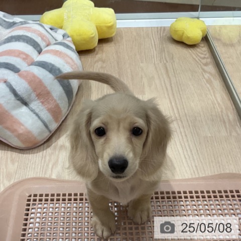 ミニチュア・ダックスフンドの写真
