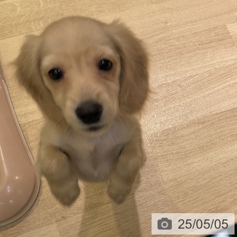 ミニチュア・ダックスフンドの写真