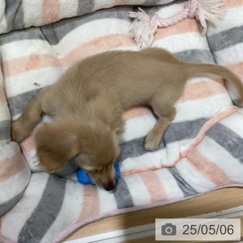 ミニチュア・ダックスフンドの写真