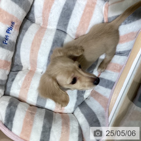 ミニチュア・ダックスフンドの写真