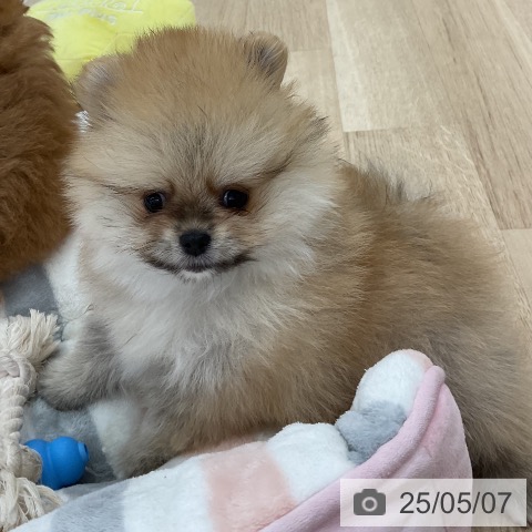 ポメラニアンの写真