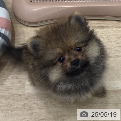 ポメラニアンの写真