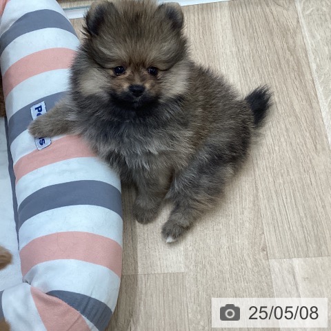 ポメラニアンの写真