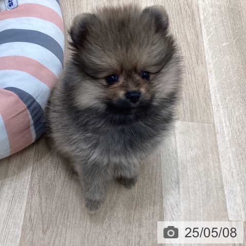 ポメラニアンの写真