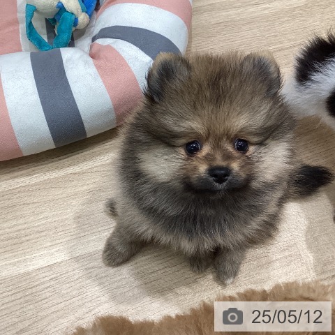 ポメラニアンの写真