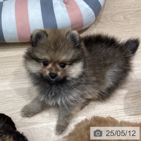 ポメラニアンの写真