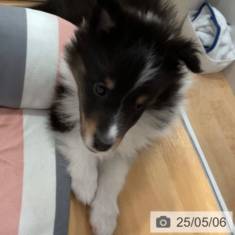 シェットランド・シープドッグの写真