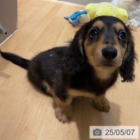 ミニチュア・ダックスフンドの写真