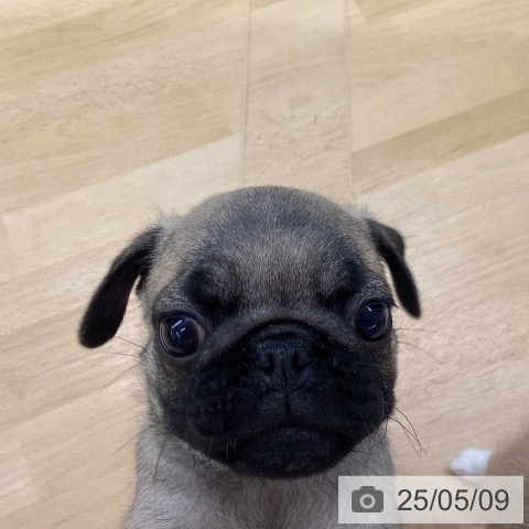 パグの写真